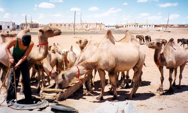 верблюды