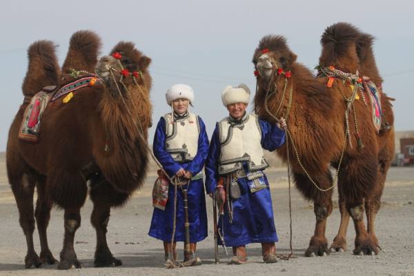 монгольские бактрианы