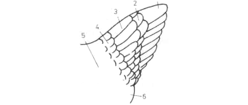 структура хвоста у курицы