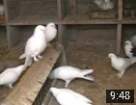Видео про голубей