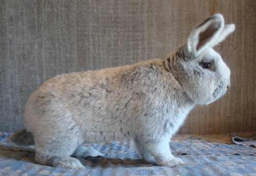 большой светло-серебристый кролик