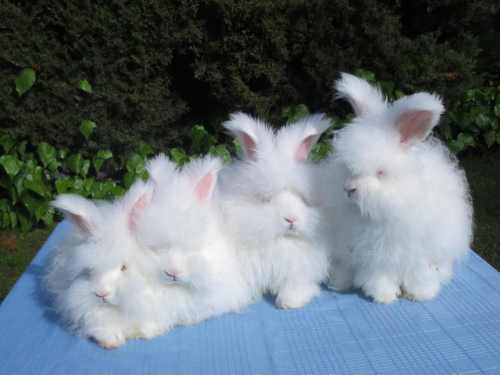 ангорские кролики