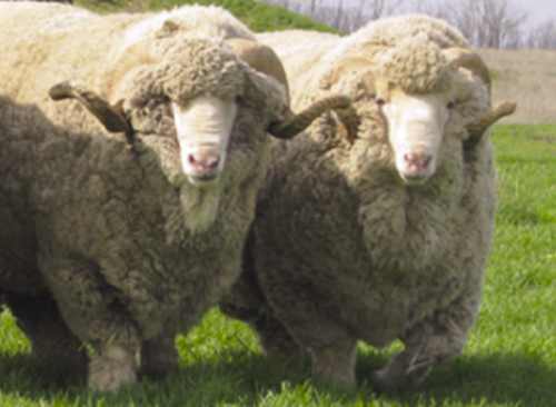 маныческий меренос овца