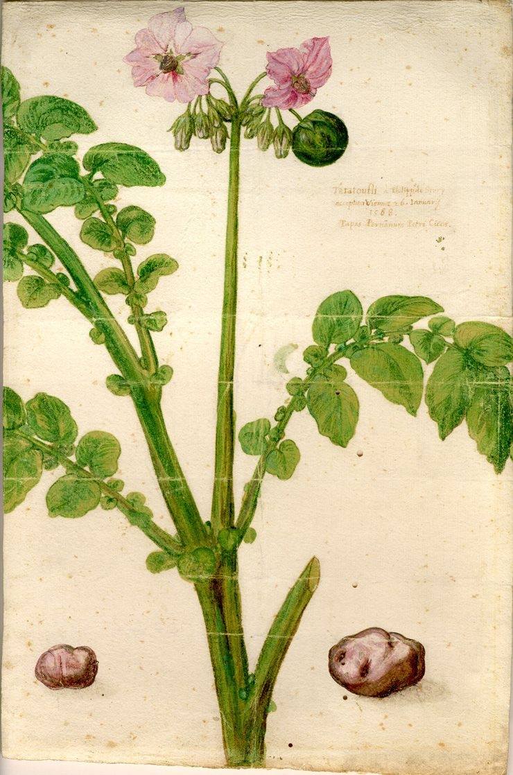 Первое в Европе изображение картофеля (Клузиус, 1588)