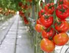 Выращивание томата в зимних теплицах