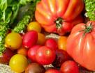 Сорта и гибриды томатов