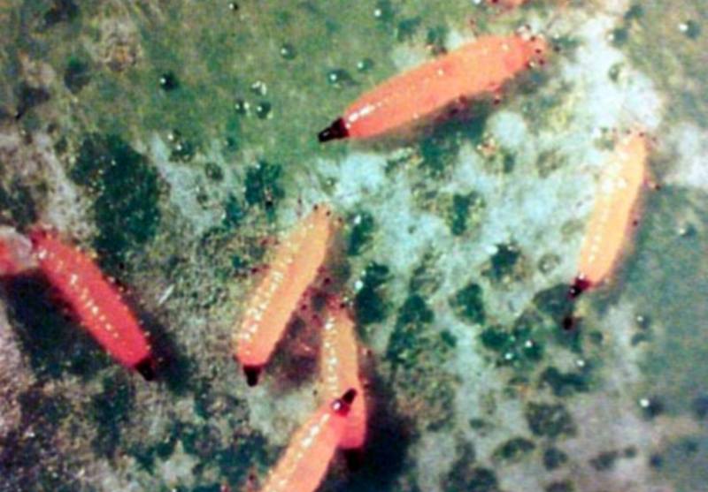 личинки горохового трипса