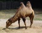Питание двугорбых верблюдов