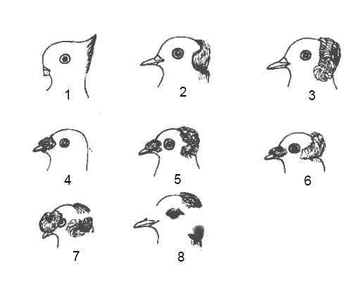 Украшения из перьев на головах голубей 