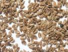 Выращивание семян моркови