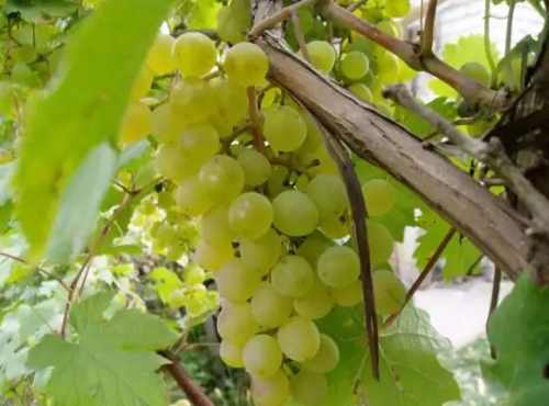 виноград Белградский ранний