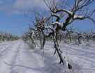 Зимостойкость виноградного растения и защита его от морозов и заморозков